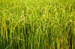 Rice Field And Sun Stock Photo