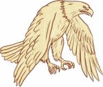 Bald Eagle Flying Wings Down Drawing Stock Photo