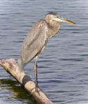 Picture With A Great Blue Heron Watching Somewhere Stock Photo