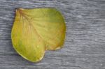 Natural Color Heart Shape Leaf Stock Photo