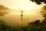 Swans On Lake Stock Photo