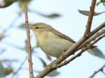 Willow Warbler Stock Photo