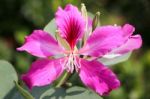 Purple Bauhinia Flower Stock Photo