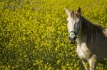 White Horse On A Landscape Field Of Yellow Flowers Stock Photo