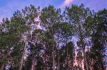 Pine Trees Forest In The Late Afternoon Stock Photo