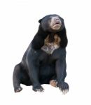 Malayan Sunbear Isolated Stock Photo