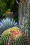 Cactus Stock Photo