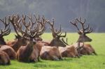 The Herd Of Deer Stock Photo