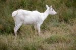 Red Lechwe Antelope (kobus Leche) Stock Photo