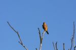 Kestrel At Rainham Marshes Stock Photo