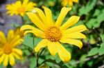 Mexican Sunflower Weed, Flowers Are Bright Yellow Stock Photo