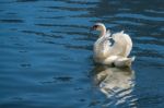 Sunlit Mute Swan On Lake Hallstatt Stock Photo