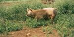 Pig On The Farm Stock Photo