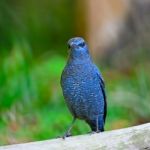 Blue Rock-thrush Stock Photo