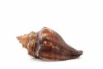 Sea Shell  On White Background Stock Photo