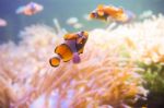 Cartoon Fish Near Sea Anemone Stock Photo