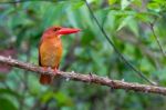 Ruddy Kingfisher Stock Photo