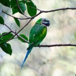 Female Red-breasted Parakeet Stock Photo