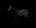 Zebra In The Dark Stock Photo