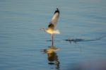 Seagull Is Flying Up From The Surface Of The Sea Stock Photo