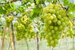 Green Grapes In Vineyard Stock Photo