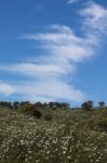 Quercus Ilex Landscape Stock Photo