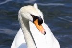 The Beautiful Portrait Of The Thoughtful Mute Swan Stock Photo