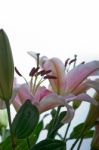 Pink Lily Flower Bouquet Stock Photo