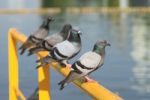 Row Of Pigeons Perching On Yellow Metal Bar Stock Photo