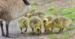 Photo Of A Family Of Canada Geese Staying Stock Photo