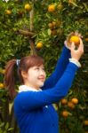 Gardener Girl Picking Fresh Orange Stock Photo