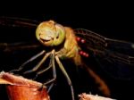 Dragonfly In The Garden Stock Photo