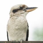 Kookaburra Gracefully Resting During The Day Stock Photo