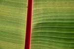 A Very Small Spider On A Large Leaf Stock Photo