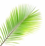 Coconut Leaf Isolated On White Background Stock Photo