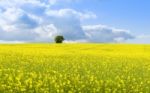 Yellow Field Stock Photo