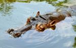 Hippopotamus Close-up  Stock Photo