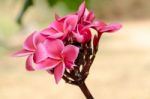 Plumeria, Pink Stock Photo