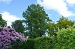 Rhododendron-flowers In The Park Stock Photo