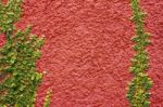 Climbing Ficus Pumila On Red Wall Stock Photo