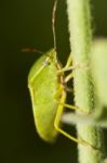 Southern Green Stinkbug (nezara Viridula) Stock Photo