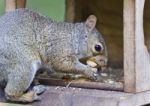 Background With A Funny Squirrel Eating Nuts Stock Photo