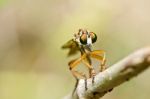 Robber Fly In Green Nature Stock Photo