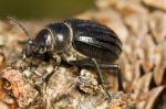 Black Beetle (pimelia Costata) Stock Photo