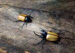 Dynastinae Or Rhinoceros Beetles With Five Horn Stock Photo