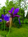 Snail On A Purple Iris Stock Photo