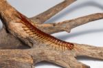 Centipede Stock Photo