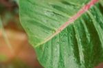 Drops On Leaves Plant Stock Photo