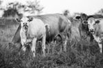 Country Cows Stock Photo