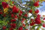 Fruit Of The Rowan Or Moutain Ash Tree Stock Photo